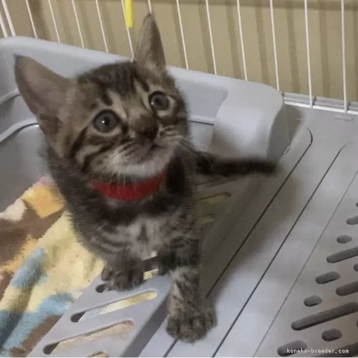 ID：2508-00036の子猫