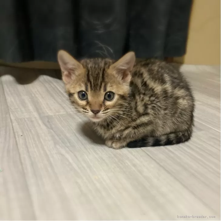 ベンガル【福岡県・女の子・2025年10月28日・ブラウンスポテッドタビー(ロゼット)】の写真1