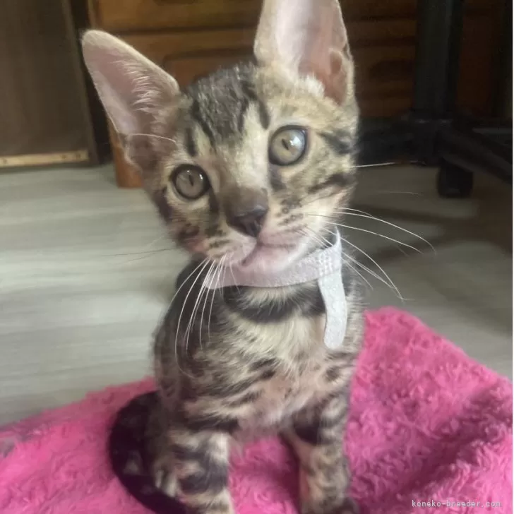 ID:2508-00007の子猫