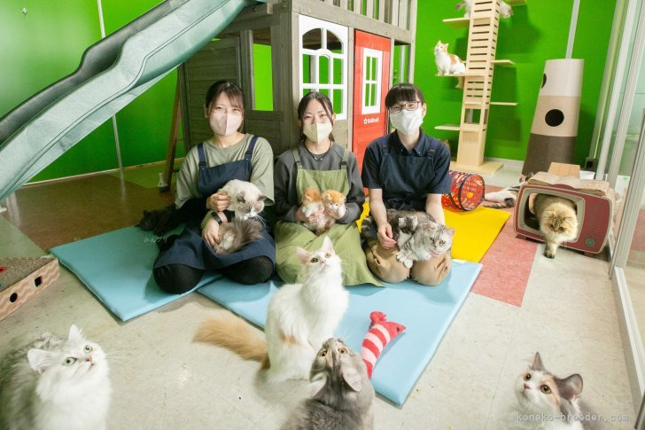 お待ちしております🐱✨｜朝比奈　杏奈(あさひな　あんな)ブリーダー(神奈川県・マンチカンなど・ZCC登録)の紹介写真1