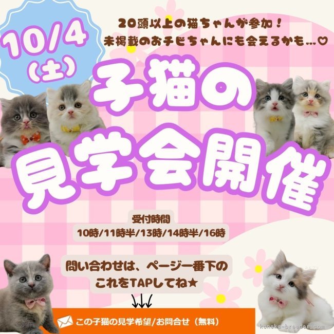 😸💓10/4(土)ねこちゃん見学会開催🎉｜朝比奈　杏奈(あさひな　あんな)ブリーダー(神奈川県・マンチカンなど・ZCC登録)の紹介写真1