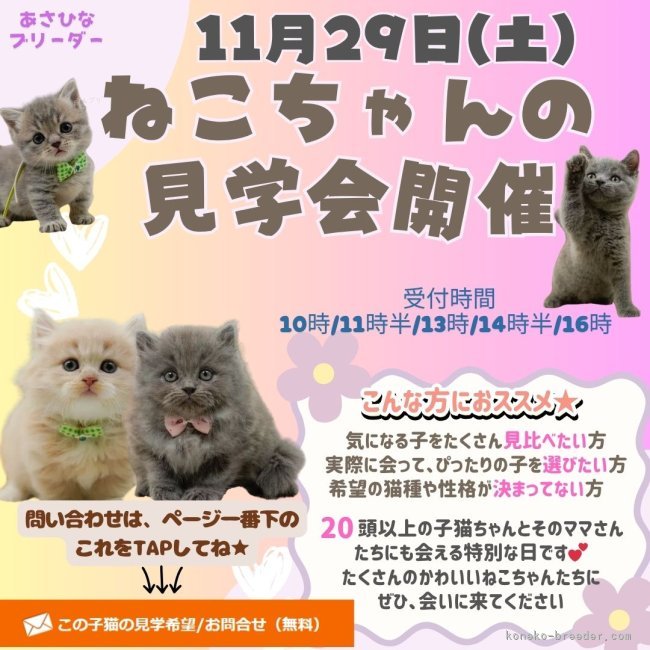 朝比奈杏奈ブリーダー