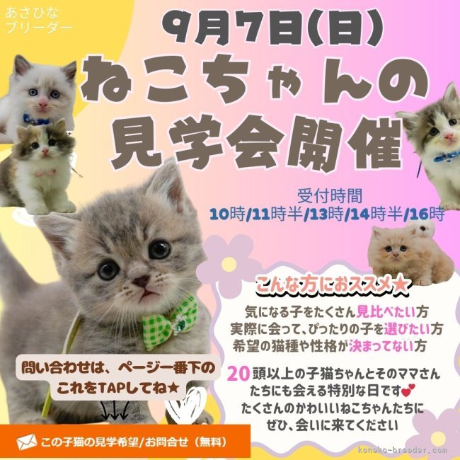 💓😸9/7(日)ねこちゃんの見学会開催🎉😸💓｜朝比奈　杏奈(あさひな　あんな)ブリーダー(神奈川県・マンチカンなど・ZCC登録)の紹介写真1