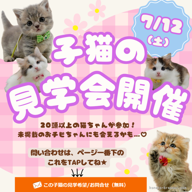 7/12(土)🐾子猫の見学会開催✨｜朝比奈　杏奈(あさひな　あんな)ブリーダー(神奈川県・マンチカンなど・ZCC登録)の紹介写真1