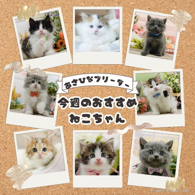 朝比奈杏奈ブリーダーのブログ：🐱【今週のおすすめねこちゃん＆1万円OFFキャンペーン🎁】