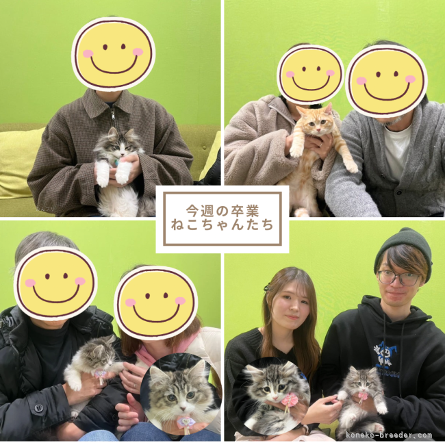 朝比奈杏奈ブリーダーのブログ：家族が決まりました🐱💕
