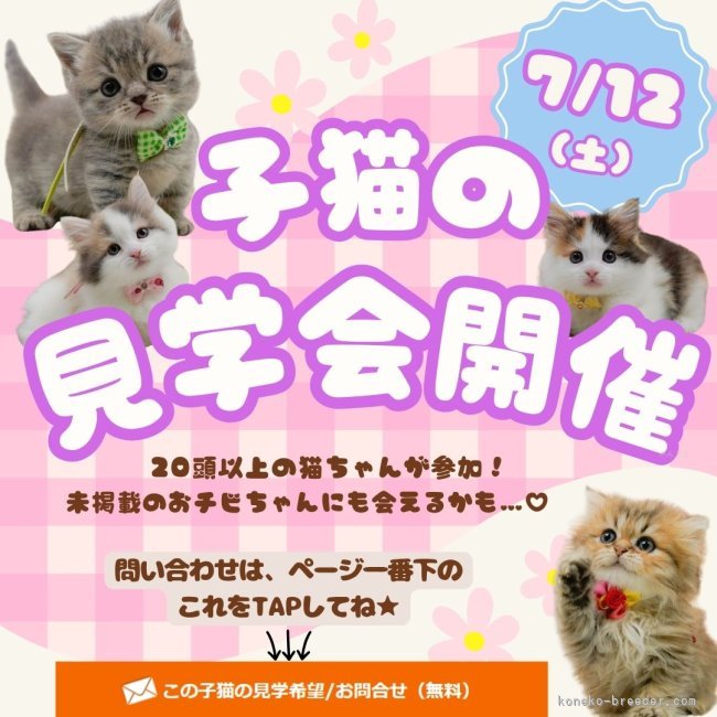 朝比奈杏奈ブリーダーのブログ：⚠️先着10組様限定⚠️7月12日(土)こねこの見学会開催🎉