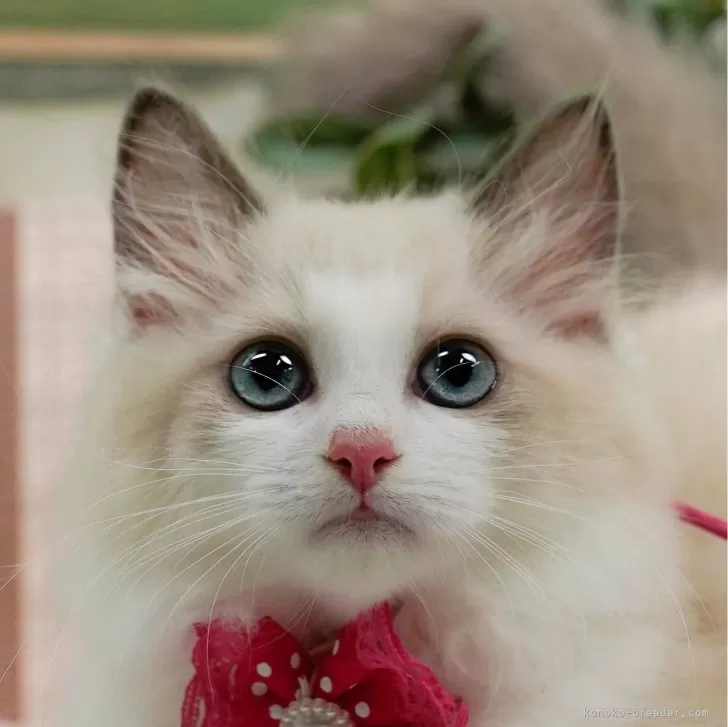 ID：2410-00165の子猫