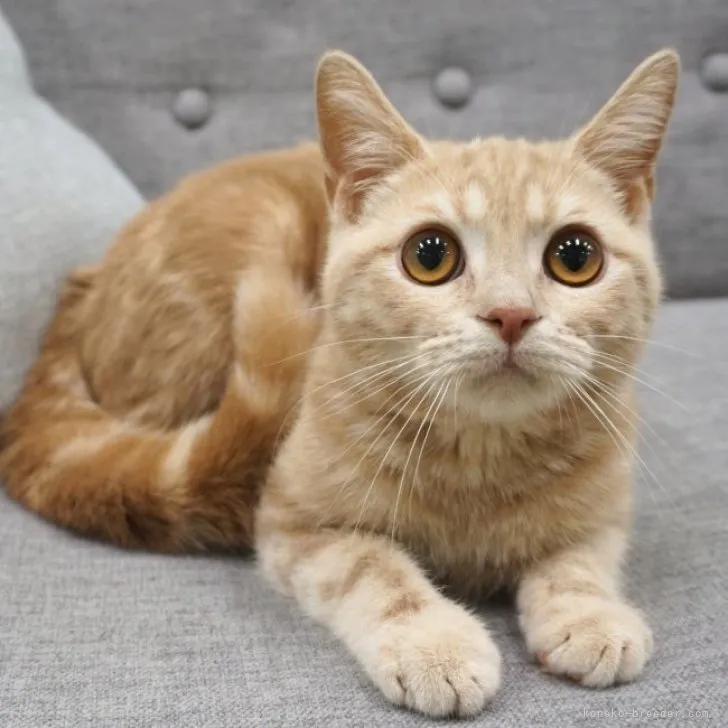 ID:2311-00693の子猫
