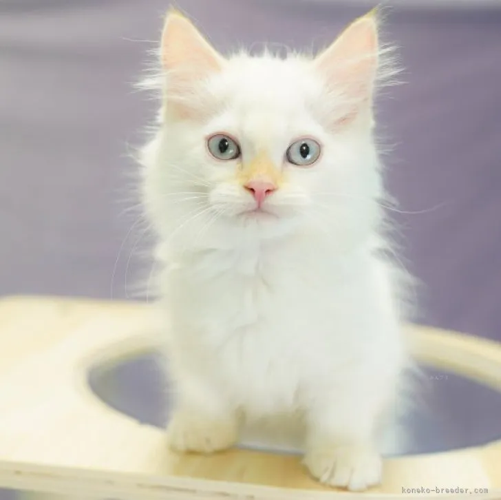 ID：2309-02583の子猫