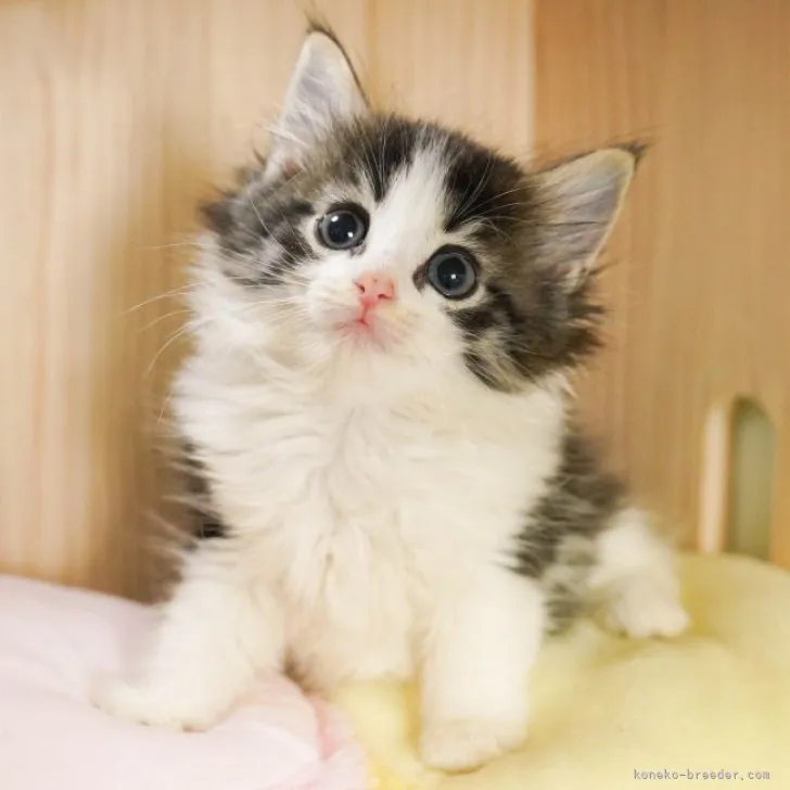 ID:2306-03574の子猫