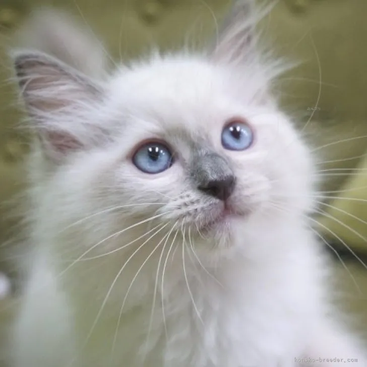 ID：2309-02607の子猫