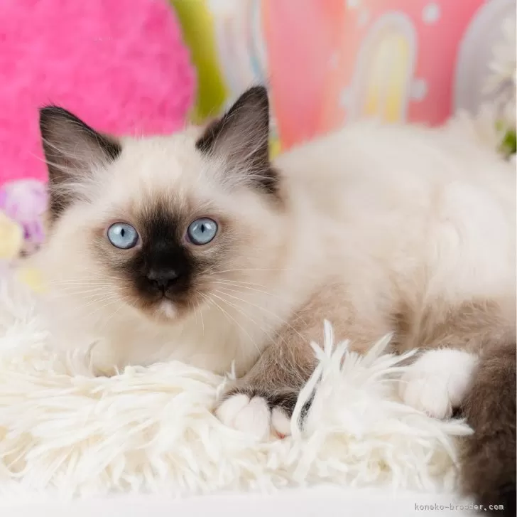 ID：2401-02014の子猫