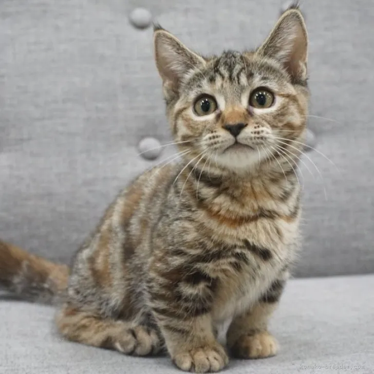 ID:2310-02502の子猫