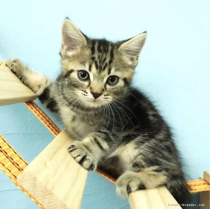ID:2402-00651の子猫