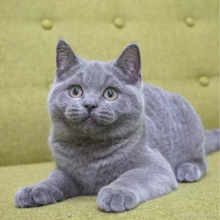 ID:2312-01280の子猫