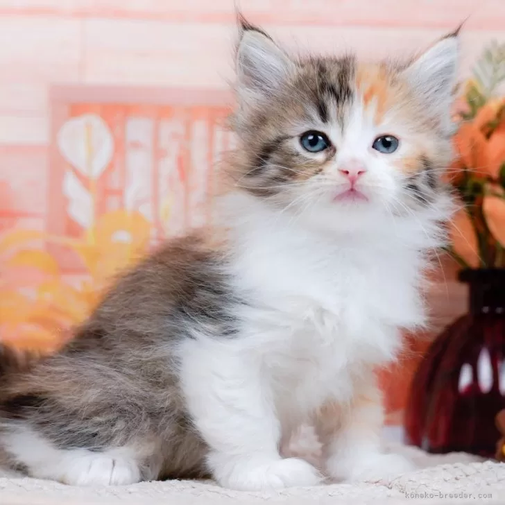 ID:2402-01856の子猫