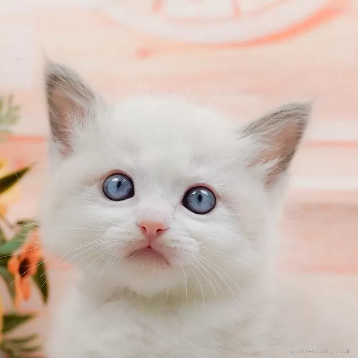 ID：2405-02160の子猫