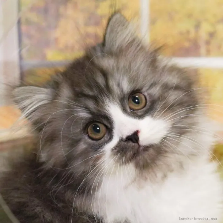 ID:2303-03059の子猫