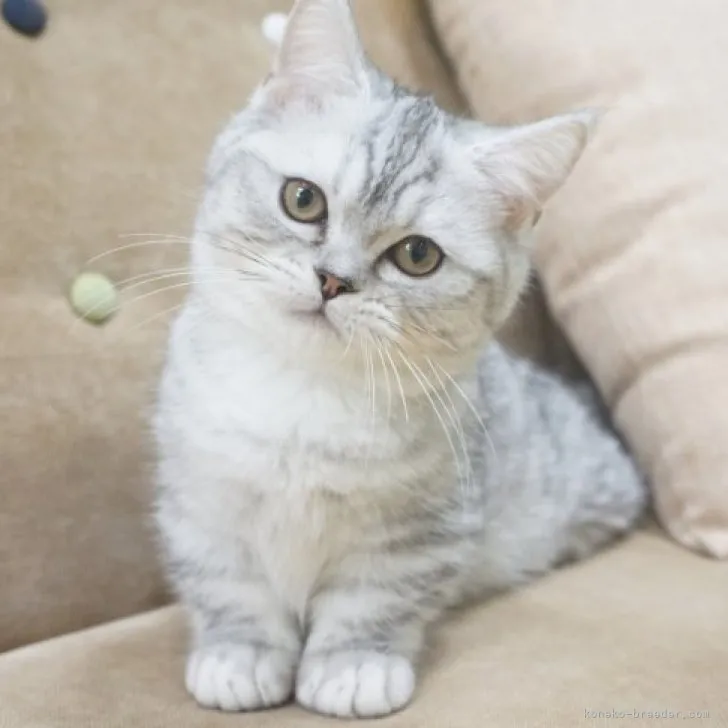 ID:2307-01261の子猫