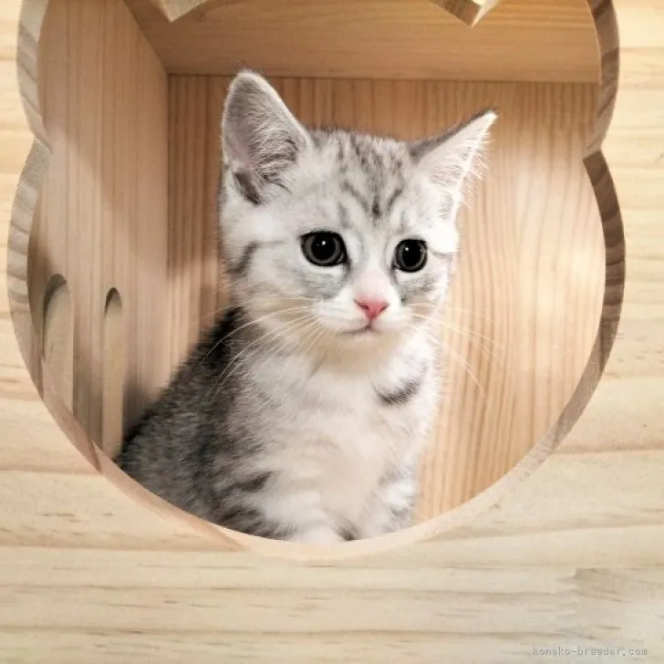 ID：2306-00075の子猫