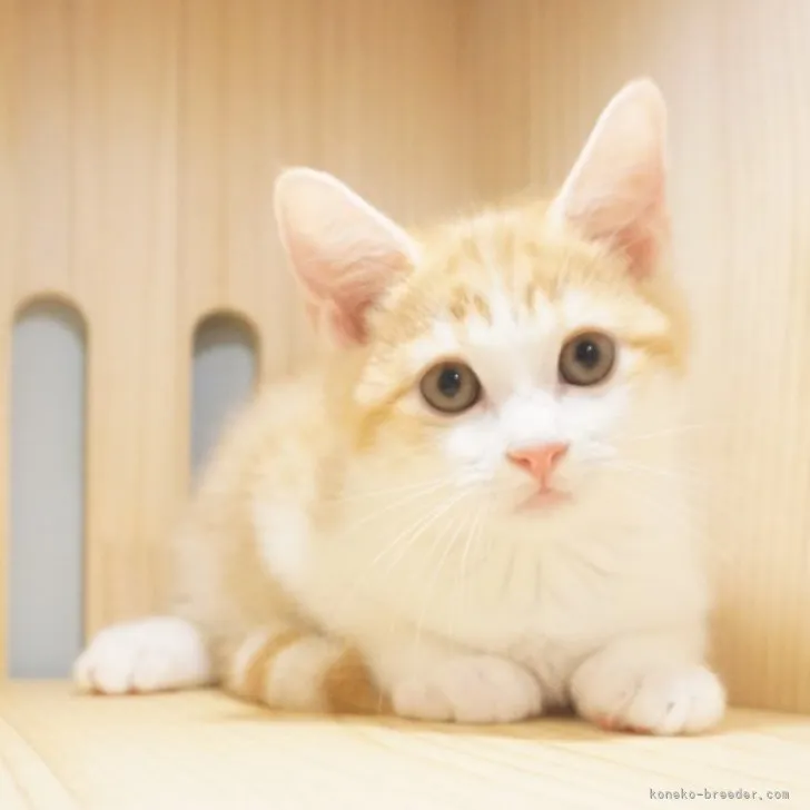 ID:2306-03779の子猫