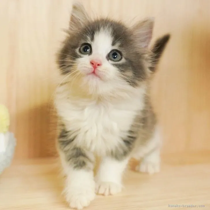 ID:2306-03573の子猫