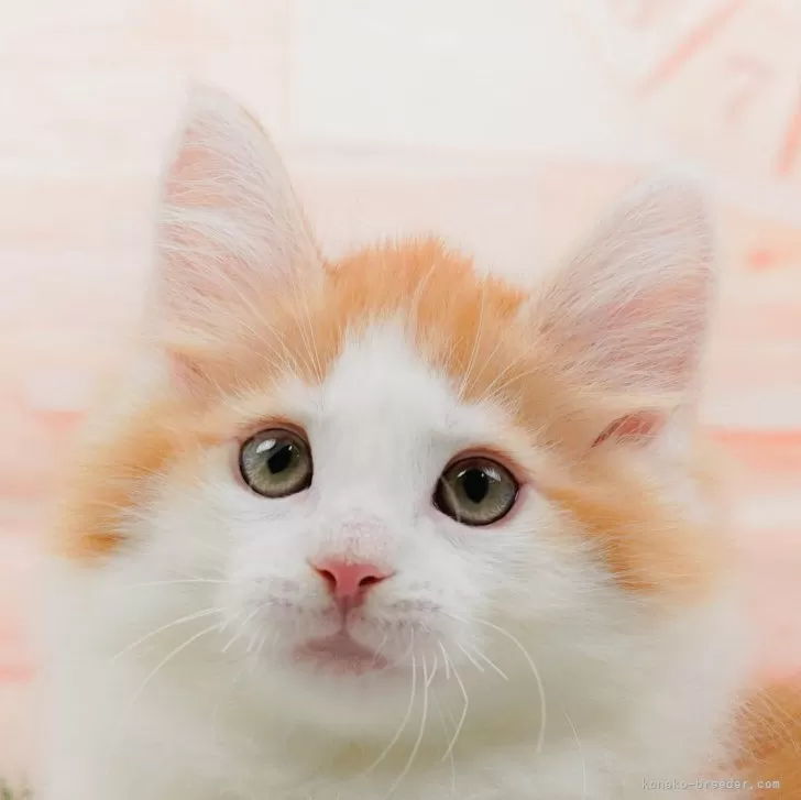 ID：2405-02828の子猫