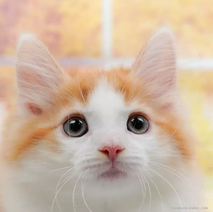 ID：2405-02826の子猫