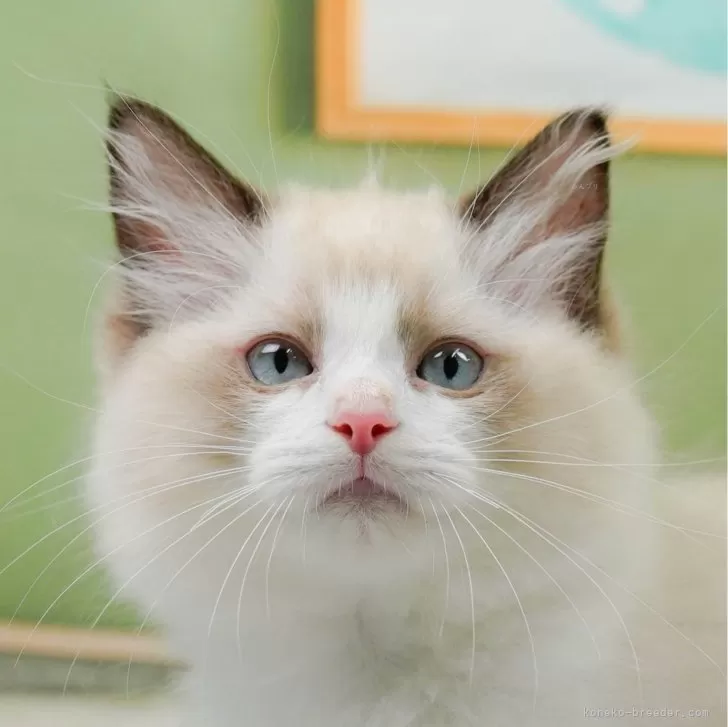 ID:2407-00934の子猫