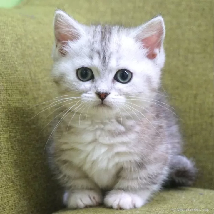 ID:2312-00750の子猫