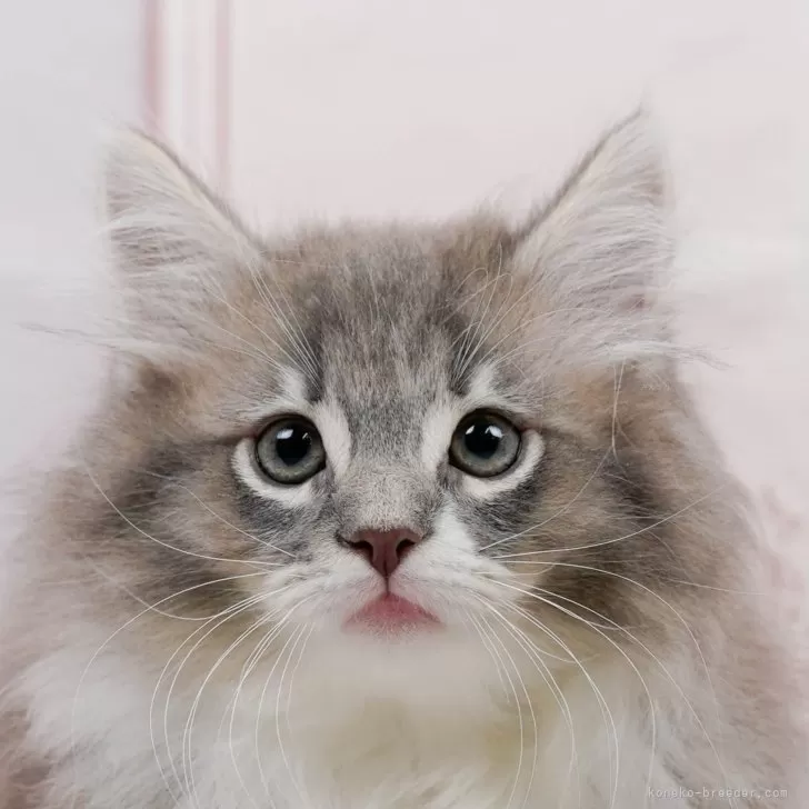 ID：2404-03222の子猫