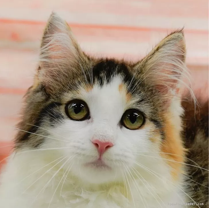 ID:2407-00935の子猫