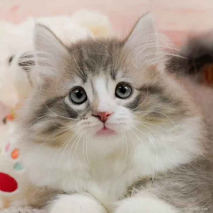 ID：2404-03220の子猫