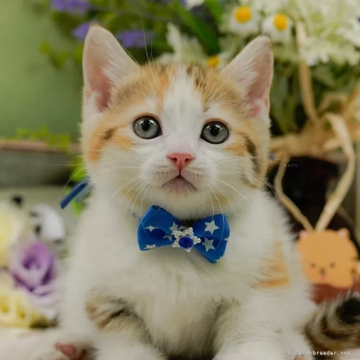 ID:2412-01262の子猫
