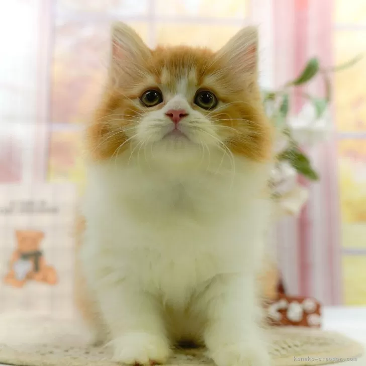 ID:2406-03219の子猫