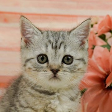 マンチカン(長足)【神奈川県・女の子・2024年1月26日・シルバータビー】の写真「好奇心旺盛！ネコパンチで一緒に遊ぼうニャン！♡」
