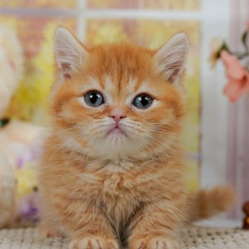 マンチカン(短足)【神奈川県・女の子・2024年1月21日・レッドタビー】の写真「ムチムチボディーの女の子💕」