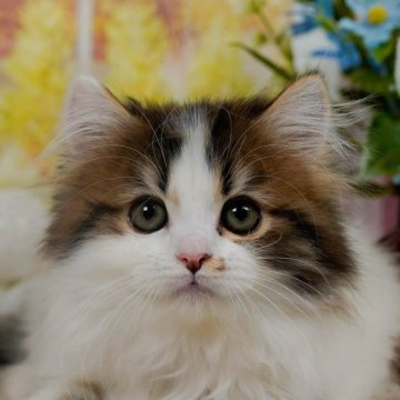 ミヌエット(長足)【神奈川県・男の子・2023年12月29日・ブラウンタビー&ホワイト】の写真「好奇心旺盛！ネコパンチで一緒に遊ぼうニャン！♡」