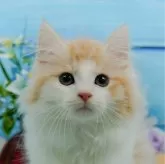 ノルウェージャンフォレストキャット【神奈川県・男の子・2024年7月15日・クリームタビー&ホワイト】の写真1「お気に入り登録してくれた方限定！未掲載のお写真をプレゼント🎁」