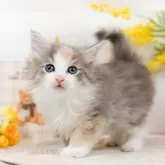 ノルウェージャンフォレストキャット【神奈川県・女の子・2024年1月9日・ブルーパッチドタビー&ホワイト】の写真1「生後43日🐾20時まで受付してるニャン🐾」