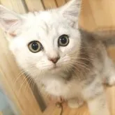 ミヌエット(長足)【神奈川県・女の子・2023年4月21日・シルバーパッチドタビー】の写真1「6/25撮影(生後65日)🐾20時まで受付してるニャン🐾」