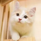 サイベリアン【神奈川県・男の子・2023年5月22日・クリーム&ホワイト】の写真1「8/3撮影(生後73日)🐾20時まで受付してるニャン🐾」