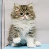 ミヌエット(長足)【神奈川県・女の子・2023年3月15日・ブラウンタビーホワイト】の写真1「5/10撮影(生後56日)🐾20時まで受付してるニャン🐾」