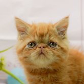 エキゾチックショートヘア