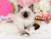 ラグドール【神奈川県・男の子・2023年11月13日・シールポイントミテッド】の写真2「1/25撮影(生後73日)🐾20時まで受付してるニャン🐾」