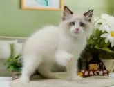 ラグドール【神奈川県・男の子・2024年5月29日・シールポイントバイカラー】の写真2「🐱複数頭の見学も可能🐱きょうだいや他のネコちゃんも見れます」