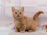 マンチカン(短足)【神奈川県・女の子・2024年2月4日・レッドタビー】の写真3「生後75日🐾20時まで受付してるニャン🐾」