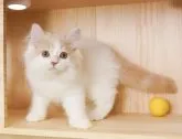 サイベリアン【神奈川県・男の子・2023年5月22日・クリーム&ホワイト】の写真3「8/3撮影(生後73日)🐾20時まで受付してるニャン🐾」