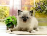 ラグドール【神奈川県・女の子・2024年1月10日・シールポイントミテッド】の写真3「生後43日🐾20時まで受付してるニャン🐾」